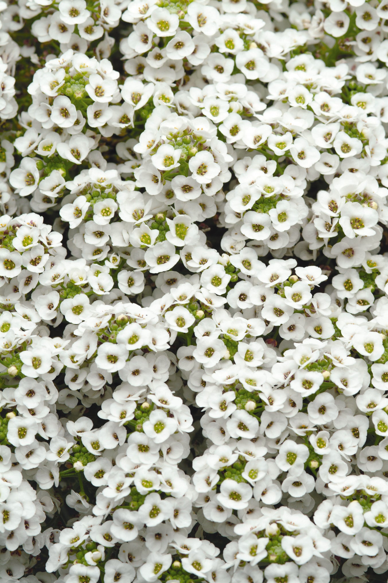 Alyssum-Clear Crystal White 4 Pack