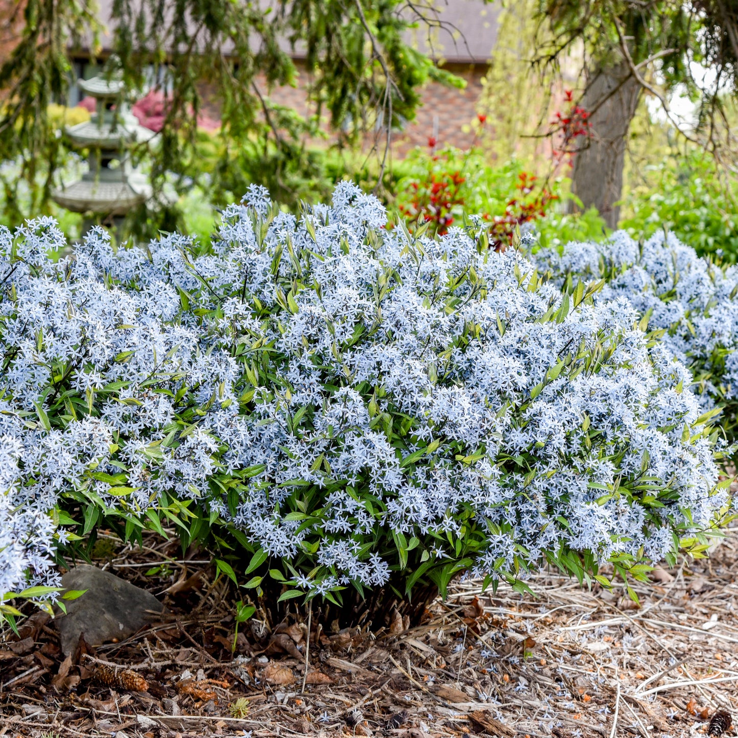 Amsonia-Storm Cloud 1C