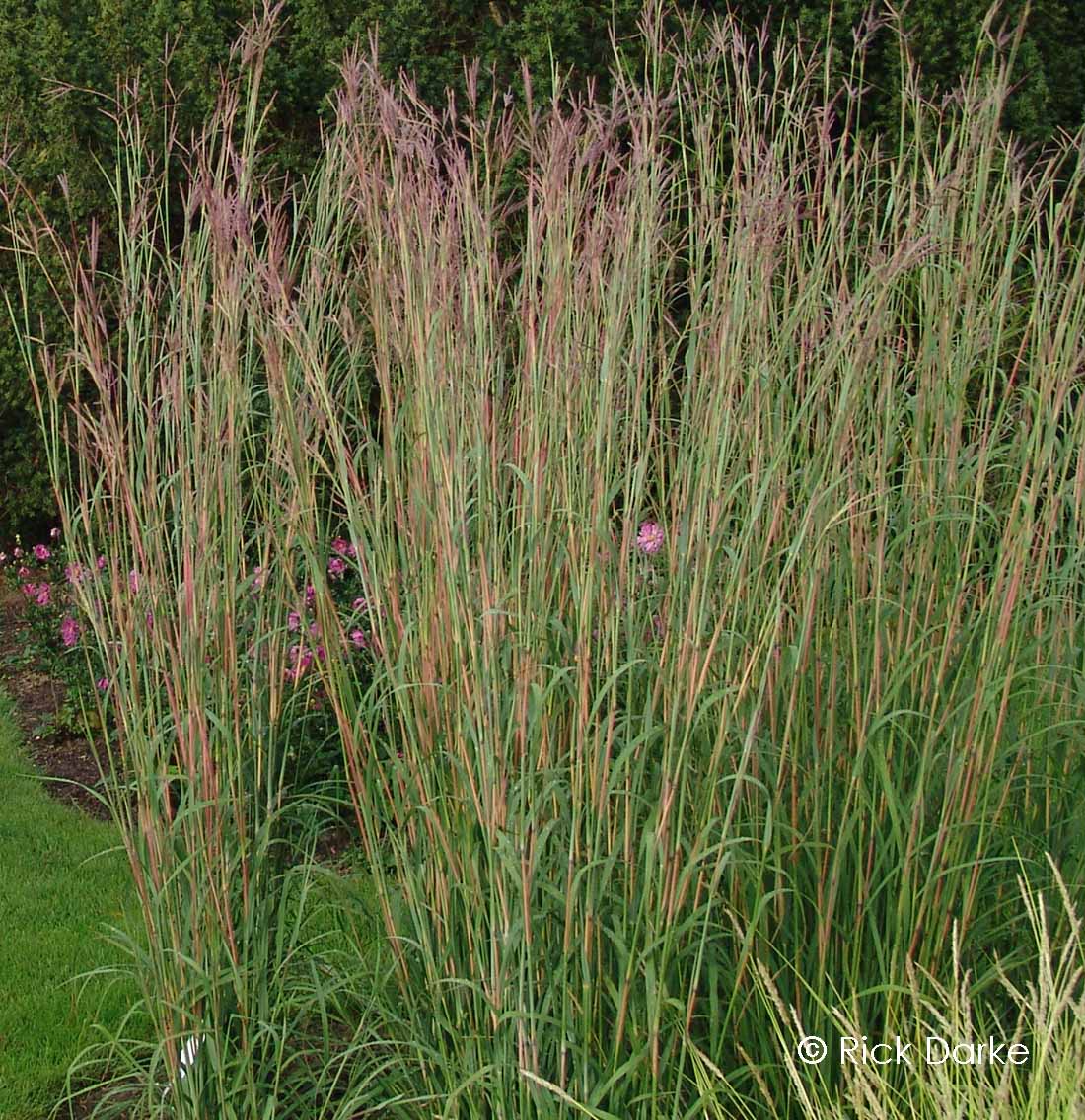 Grass-Big Bluestem 1C