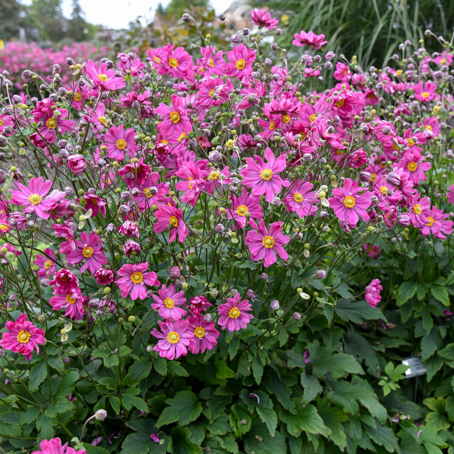 Anemone-Cutain Call Deep Rose 1C
