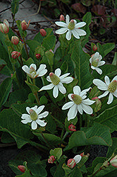 Anemopsis-Californica 3.5"
