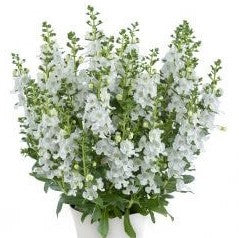 Angelonia-Alonia Snow Ball 4.3"