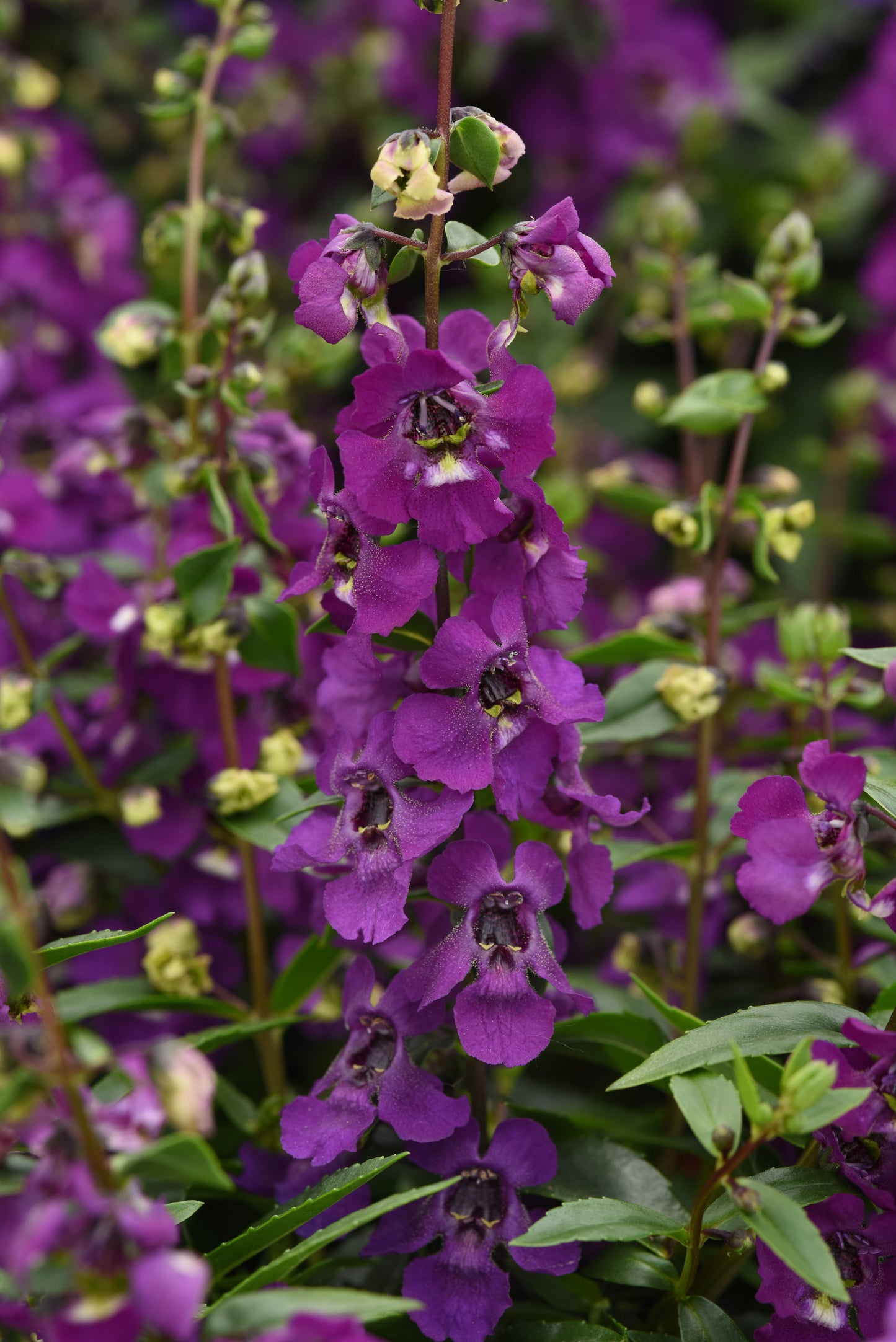 Angelonia-Serena Purple 4.3"