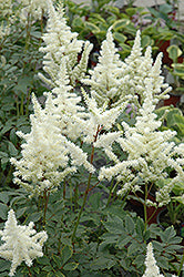 Bridal Veil 11"H