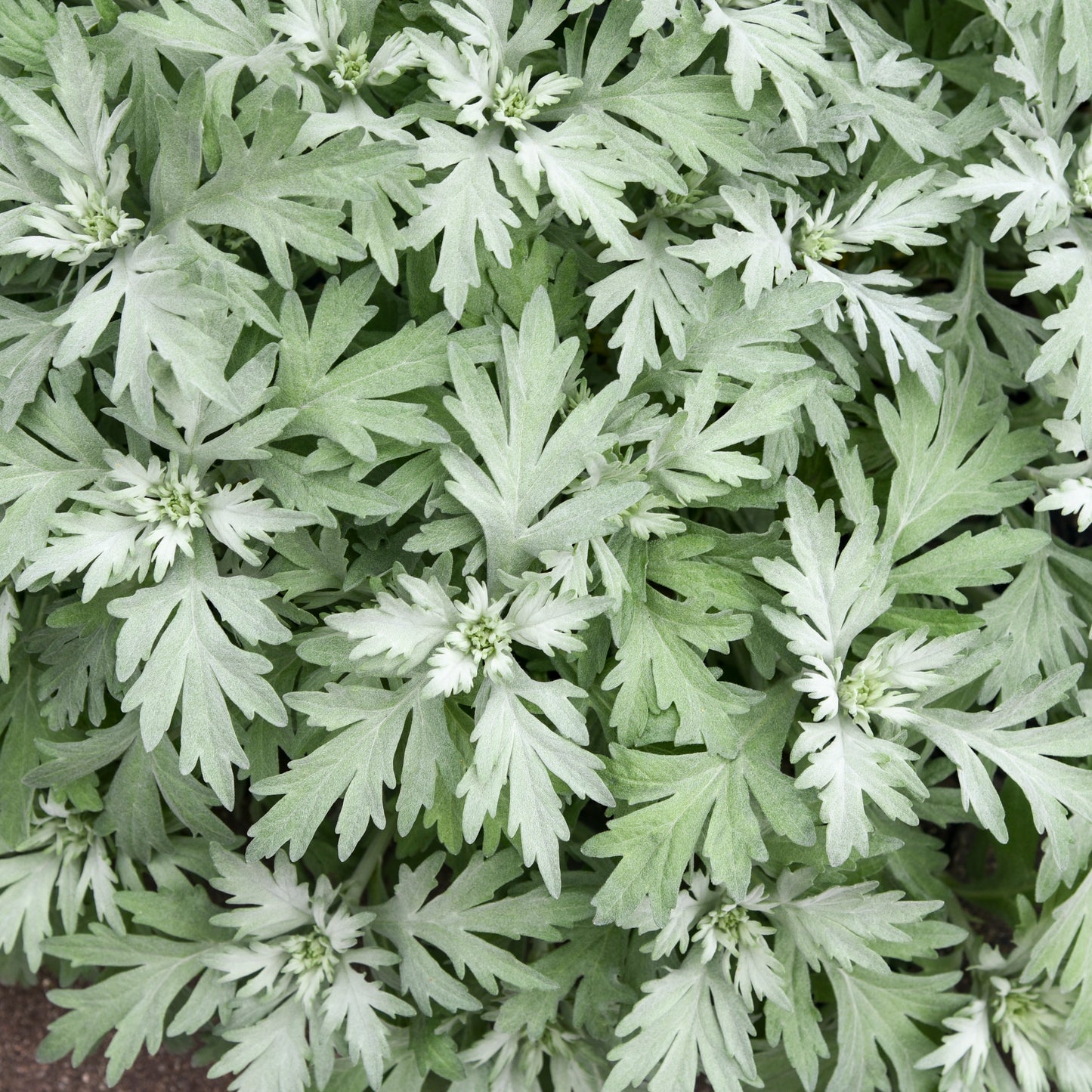 Artemisia-Silver Lining 1C