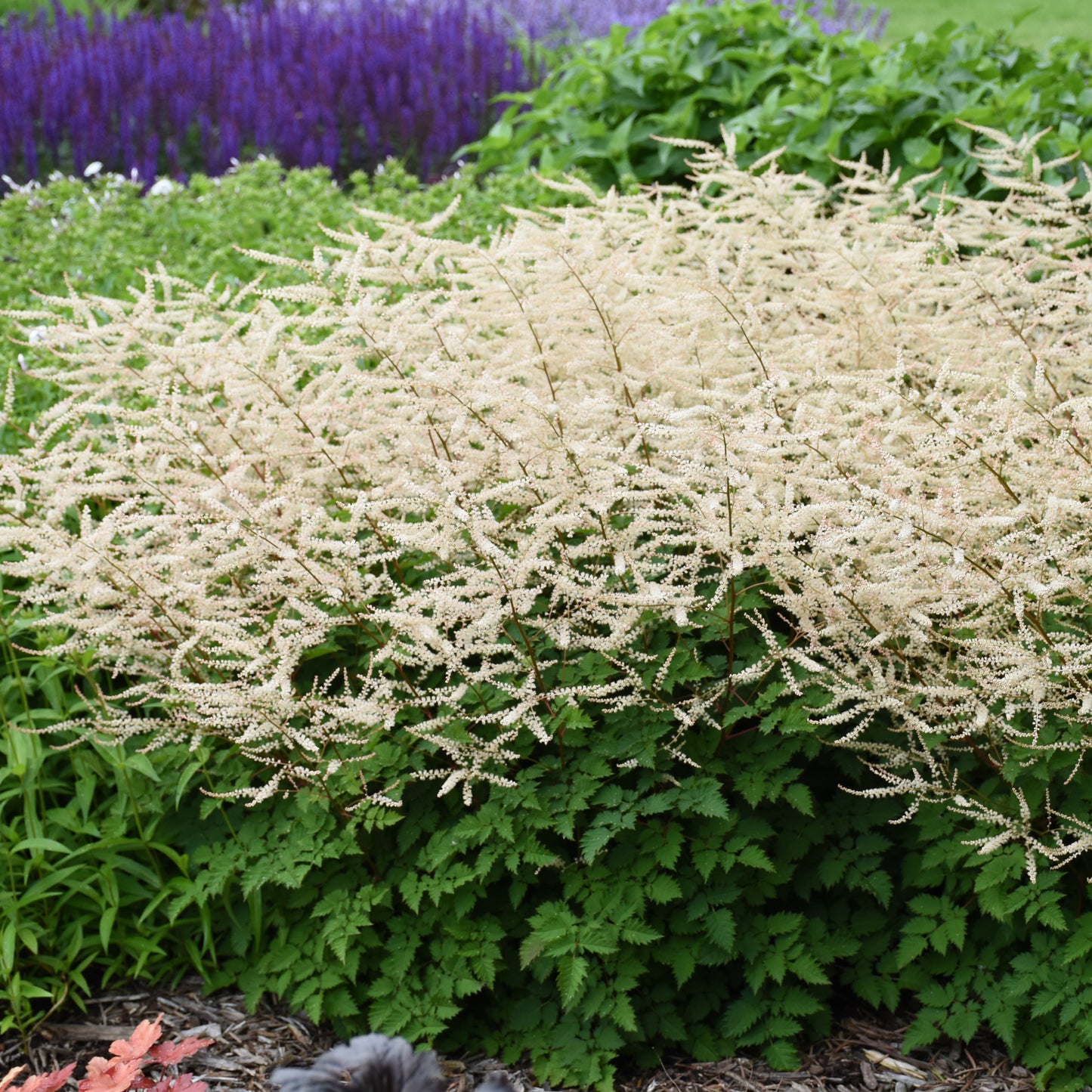Aruncus-Chantilly Lace 1C