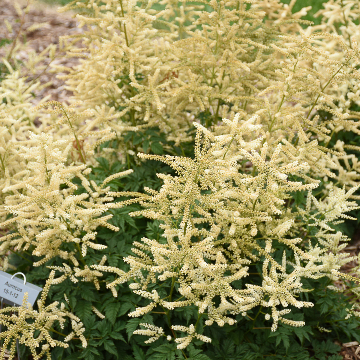 Aruncus-Goatee 1C