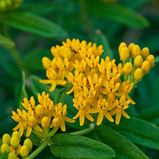 Asclepias-Hello Yellow 1C
