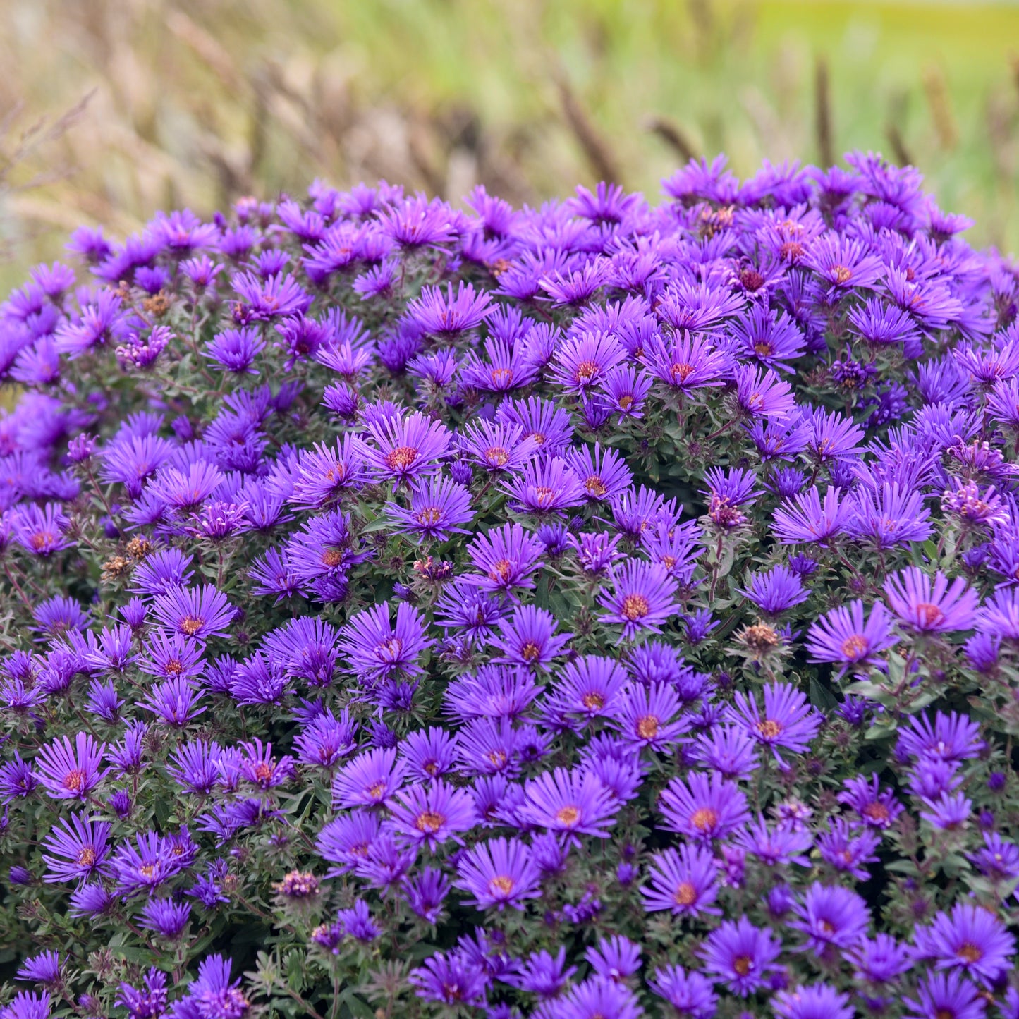 Aster-Grape Crush 1C