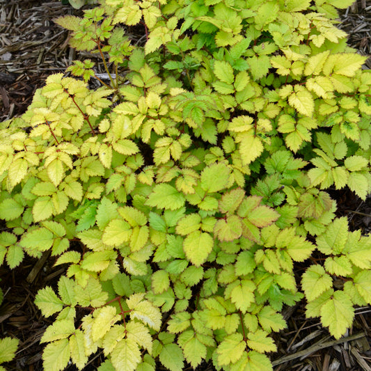 Astilbe-Amber Moon 1C