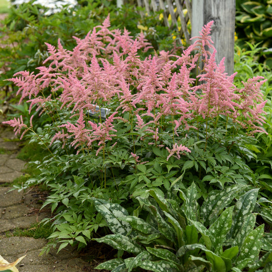 Astilbe-Bressingham Beauty 1C