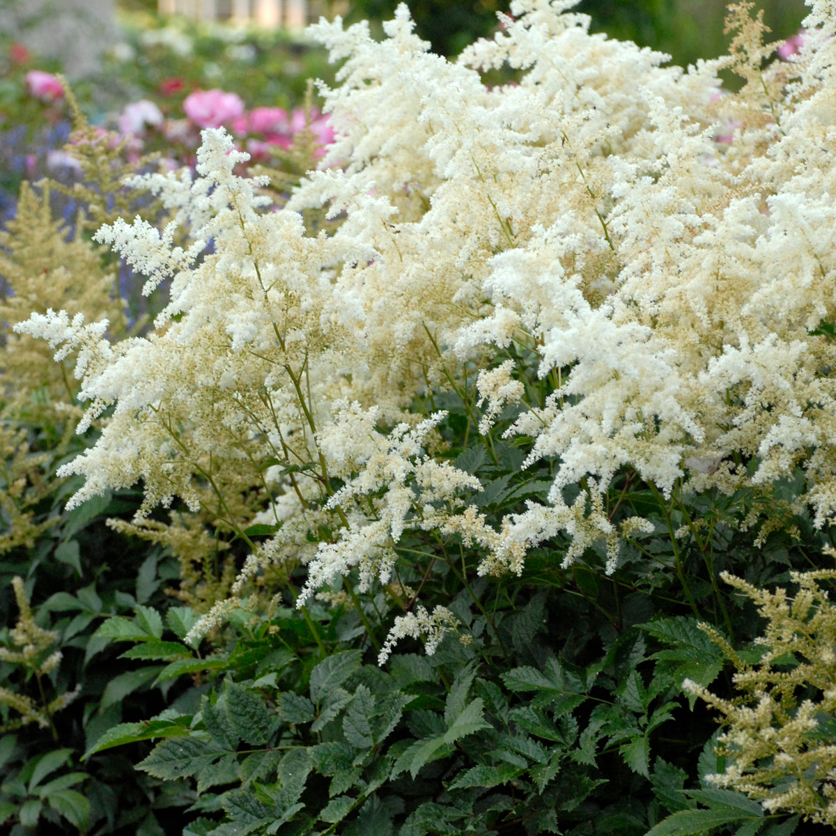 Astilbe-Deutschland 1C