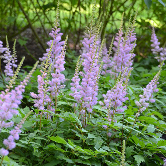 Astilbe-Pumila 1C