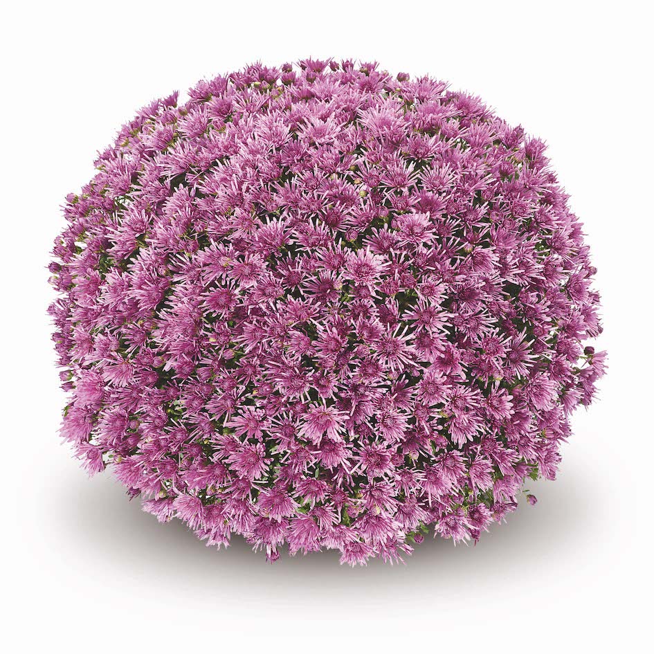 Mum- Baoli Purple M 5C