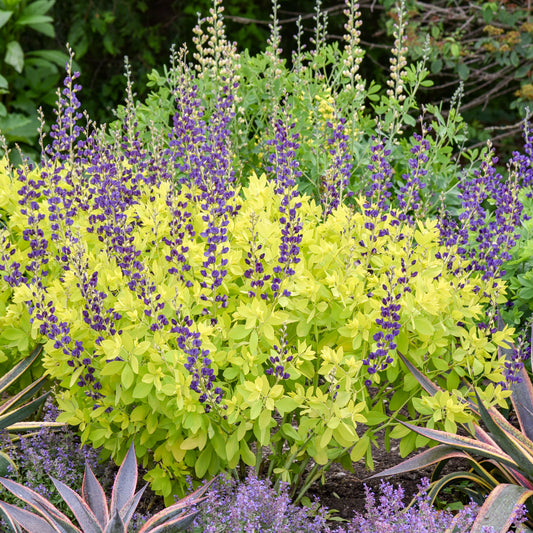 Baptisia-Golden Anniversary 1C
