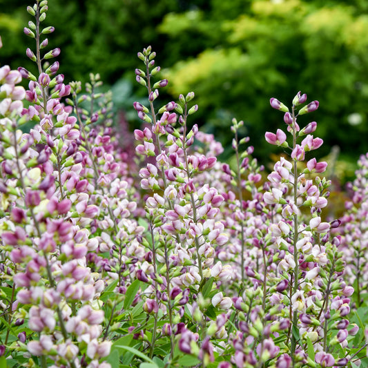 Baptisia-Plum Rosy 1C