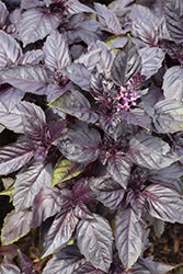 Basil-Red Rubin Imp 4"