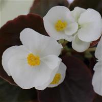 Begonia-Senator iQ B.L. White 6 Pack