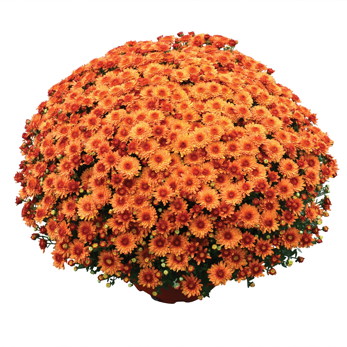 Mum- Beverly Orange M 3C