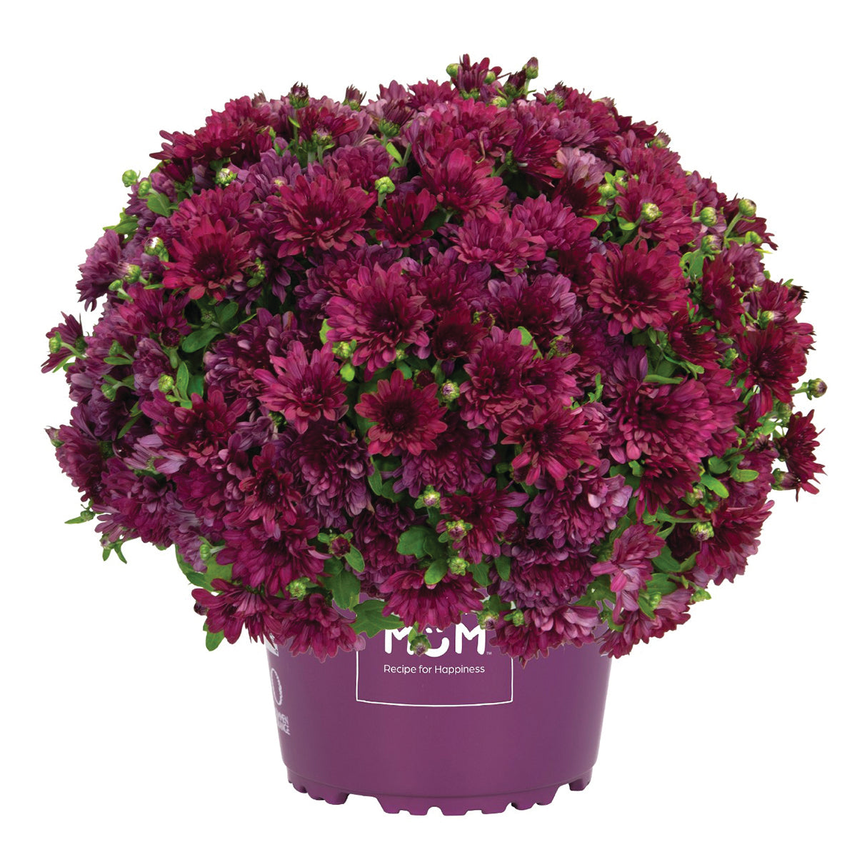 Mum- Buzz Purple E 6"