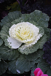 Cabbage-Osaka IQ White 8"C