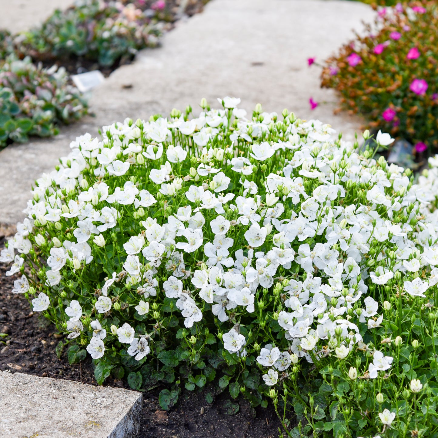 Campanula-Starbright 1C