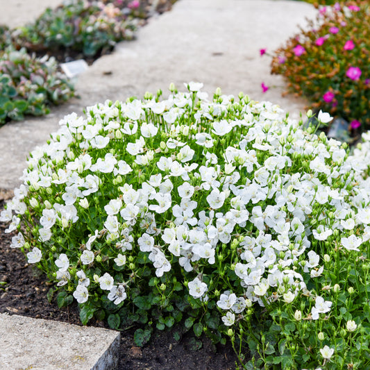 Campanula-Starbright 1C