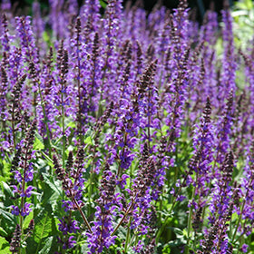 Catmint 4"