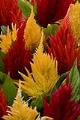 Celosia-First Flame Mix 3.5"