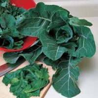 Collards-Georgia 4 Pack