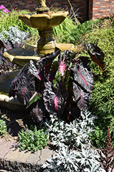 Colocasia-Redemption 1C