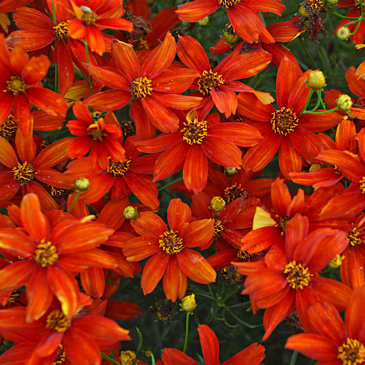 Coreopsis-Crazy Cayenne 1C
