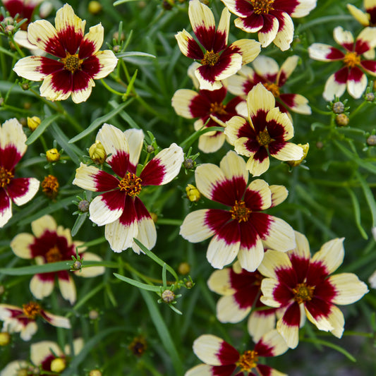 Coreopsis-Creamy Calico 1C