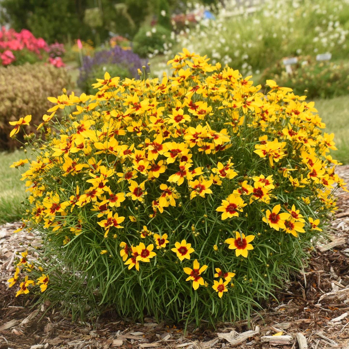 Coreopsis-Golden Needles 1C