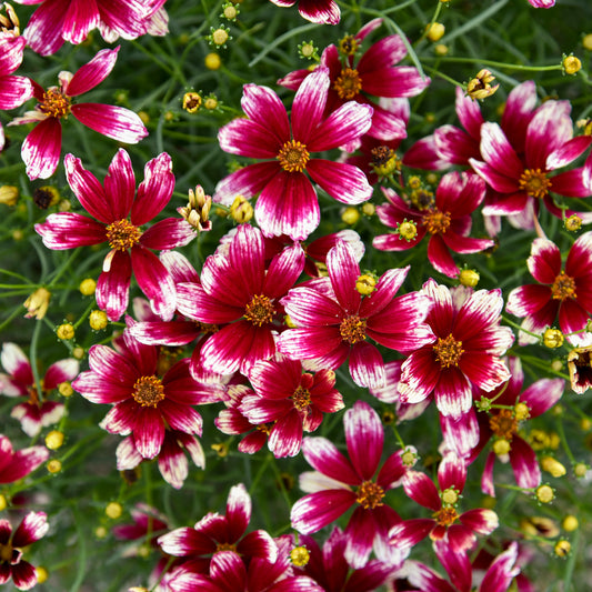 Coreopsis-Heartstrings 1C