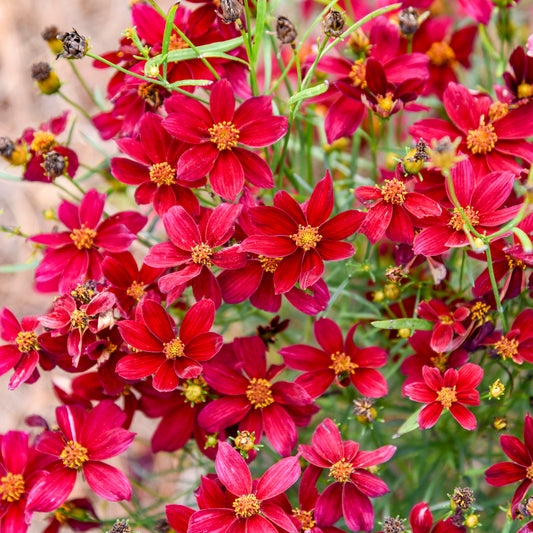 Coreopsis-Scarlet Ribbons 1C
