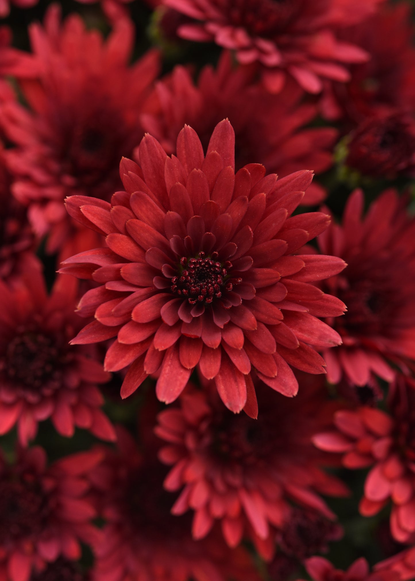 Mum- Cosmic Fireball Red VL 3C