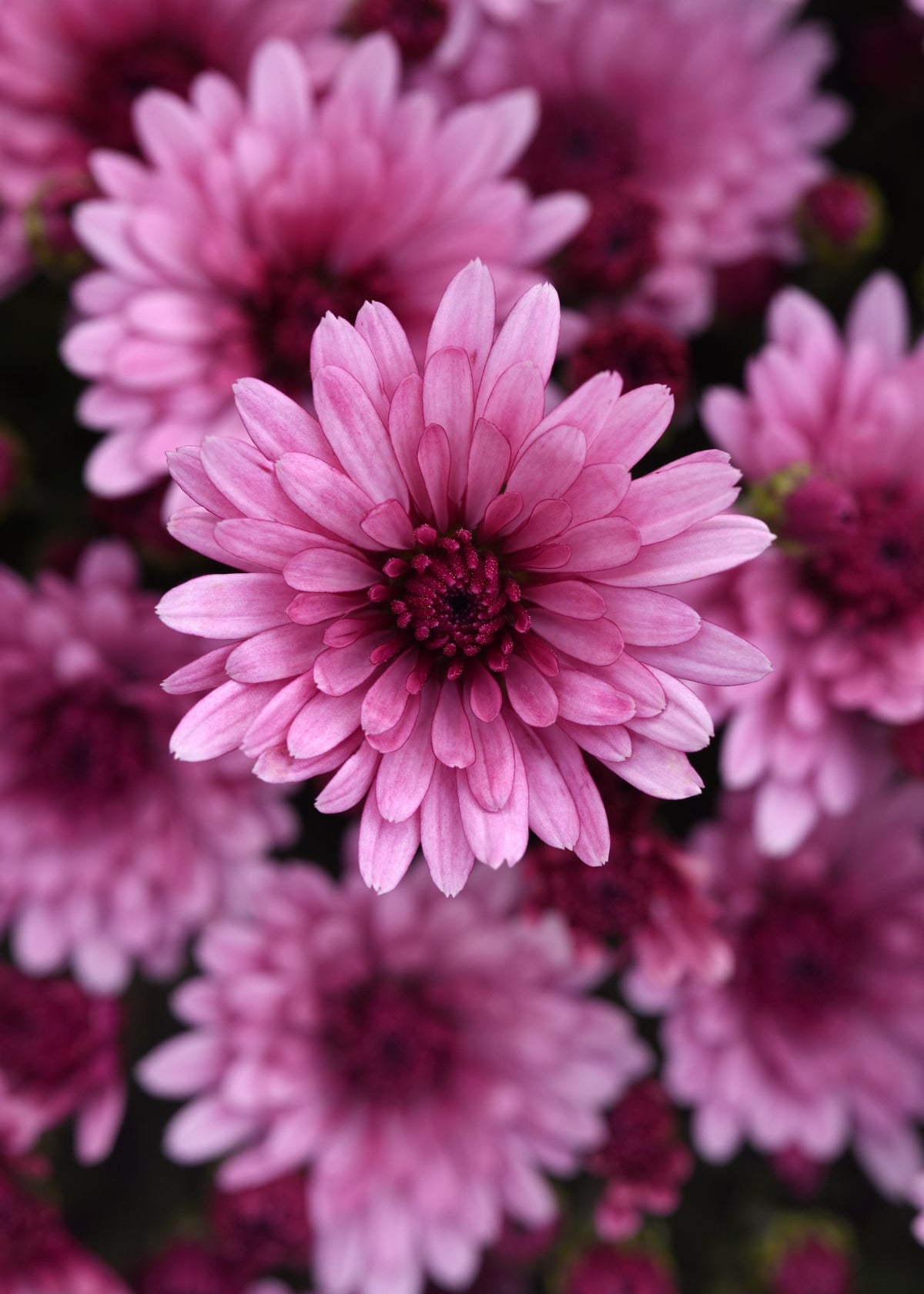 Mum- Cosmic Lunar Pink M 6"