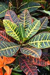 Croton-Petra 10"