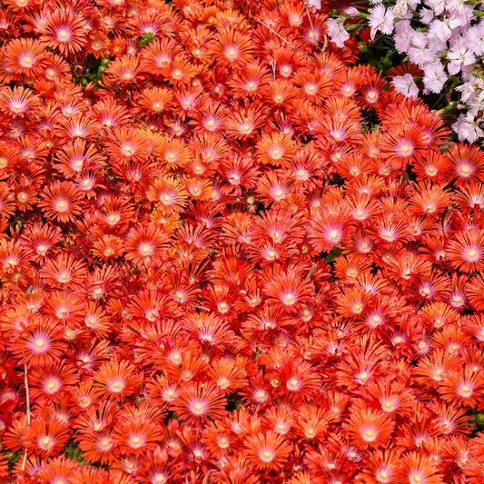 Delosperma-Dancing Embers 1C