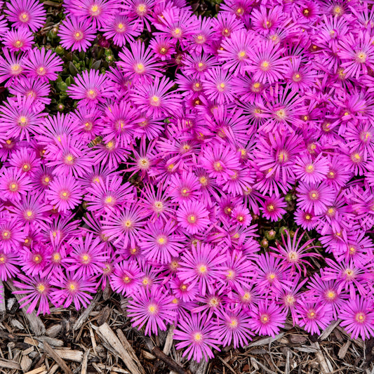Delosperma-Orchid Flash 1C