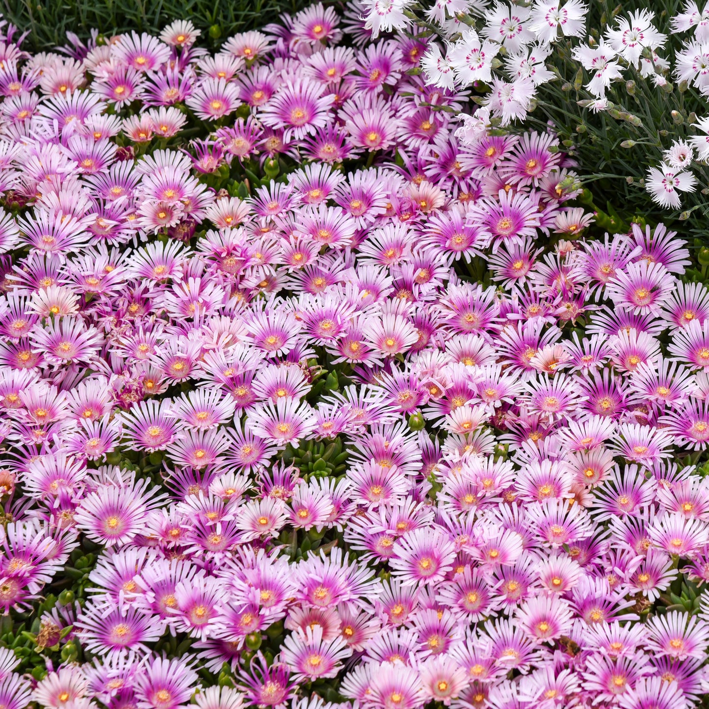 Delosperma-Pink Radiance 1C