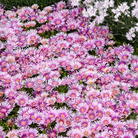Delosperma-Pink Radiance 1C