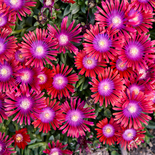 Delosperma-Razzle Dazzle 1C