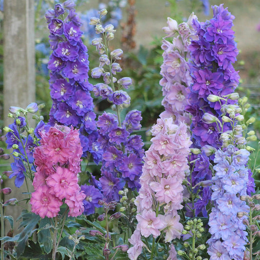 Delphinium-Mini Stars 1C