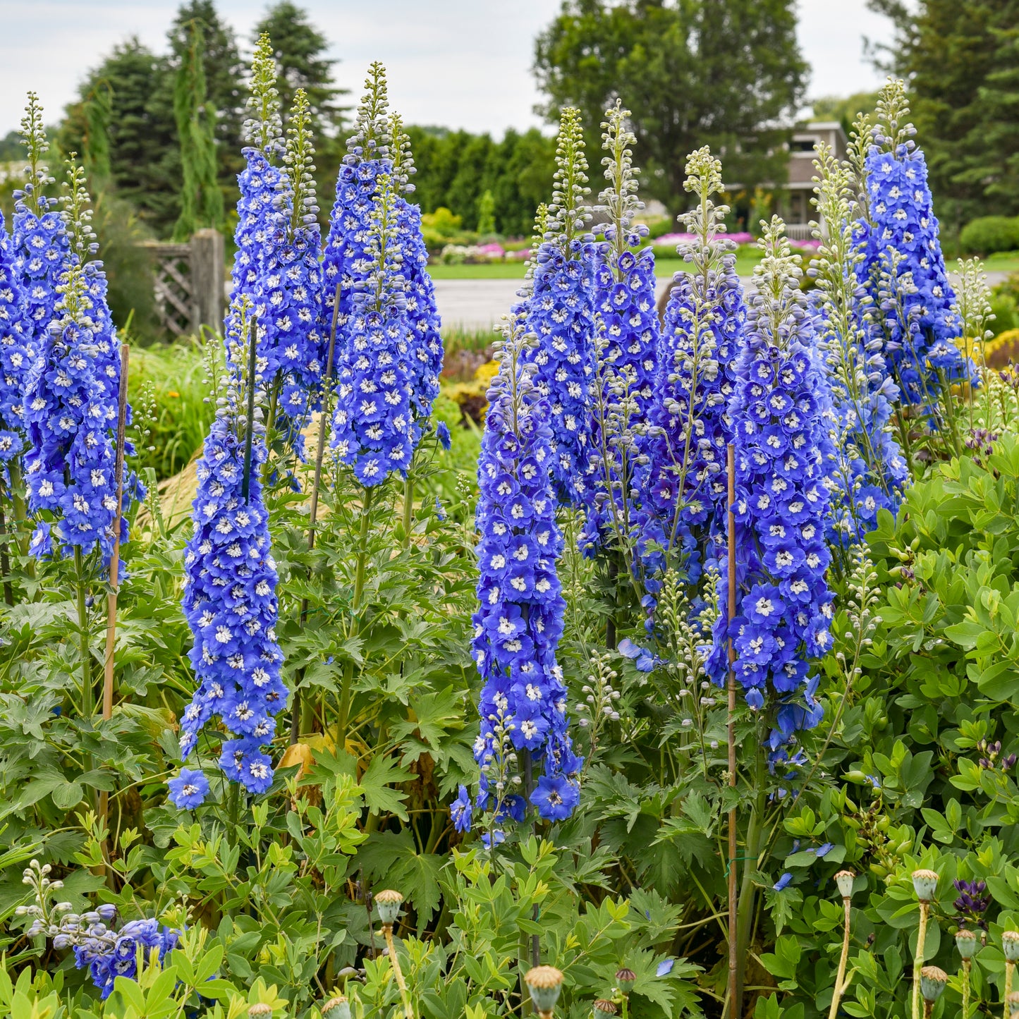 Delphinium-Cobalt Dreams 1C