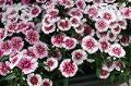Dianthus-Ideal Select White Fire 4 Pack