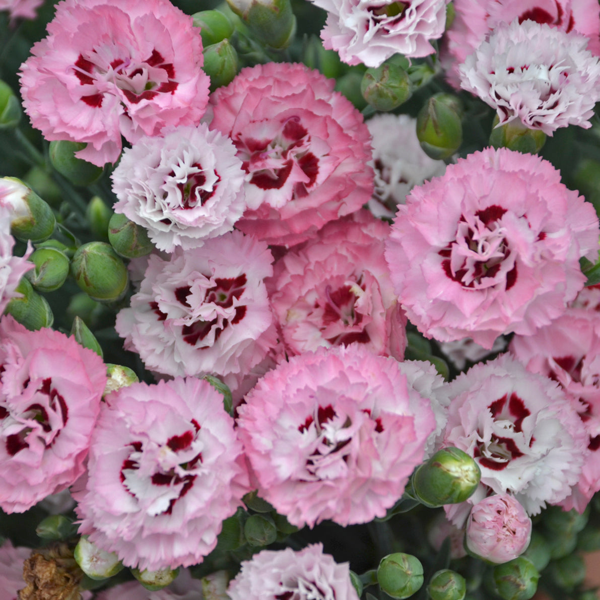 Dianthus-Appleblossom Burst 1C
