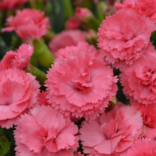 Dianthus-Classic Coral 1C