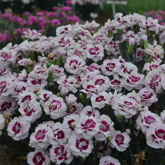 Dianthus-Kiss and Tell 1C